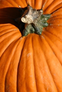 pumpkin-close-up